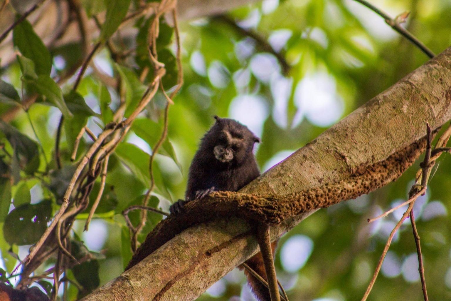 trail cameras in the jungle