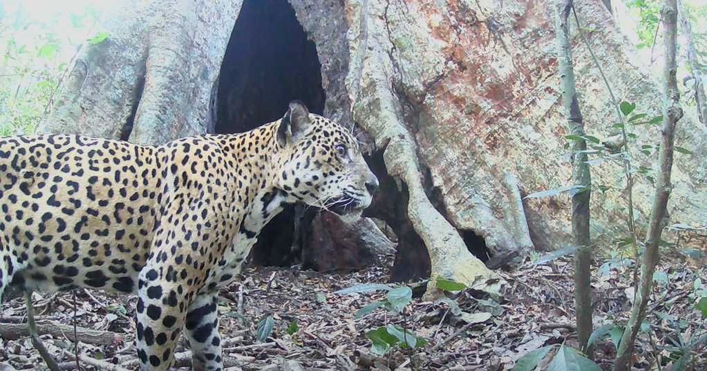 Jaguar walking past a large rainforest tree in trail camera footage