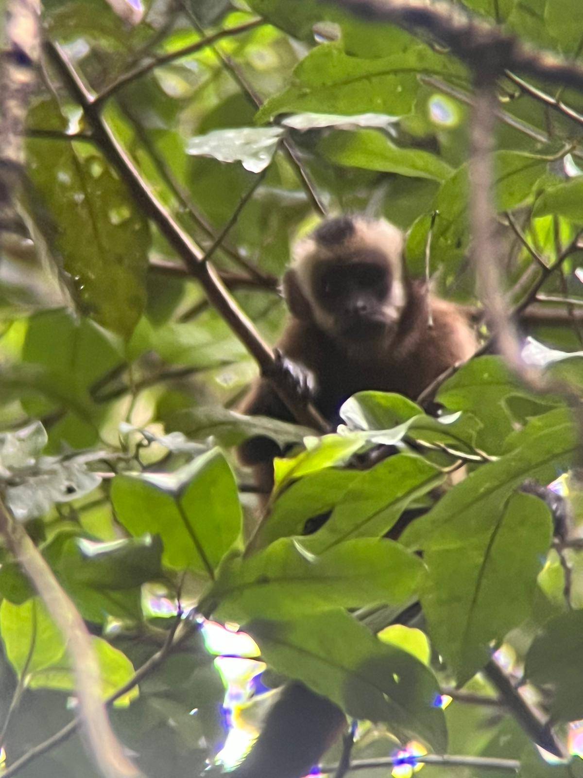 Capuchin Monkey